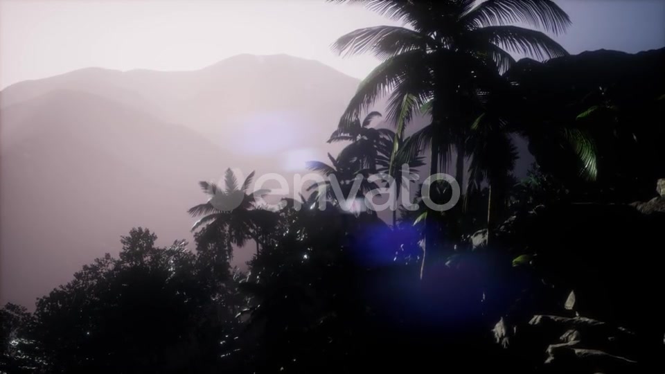 Sunset Beams Through Palm Trees - Download Videohive 21742690