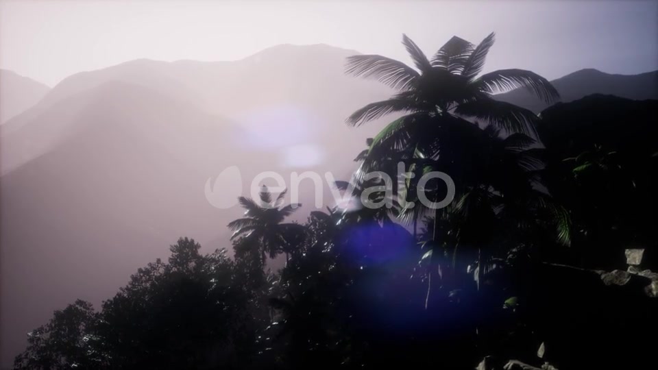 Sunset Beams Through Palm Trees - Download Videohive 21742690