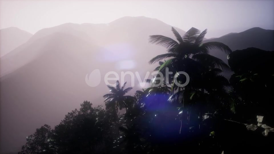 Sunset Beams Through Palm Trees - Download Videohive 21742690