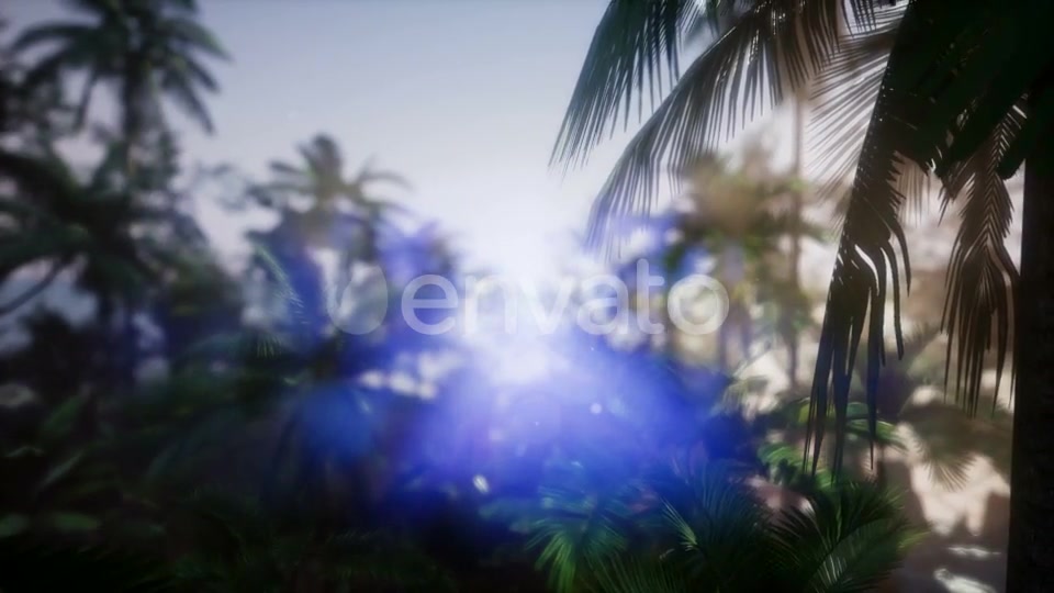 Sunset Beams Through Palm Trees - Download Videohive 21743224