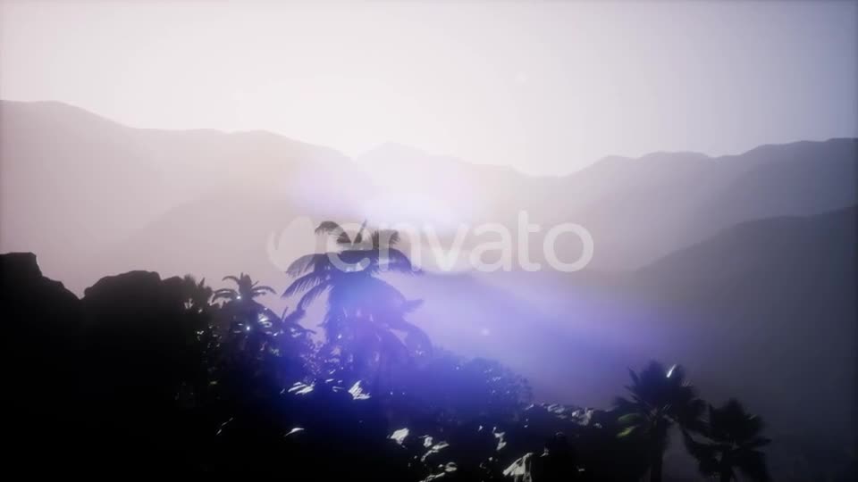 Sunset Beams Through Palm Trees - Download Videohive 21743269