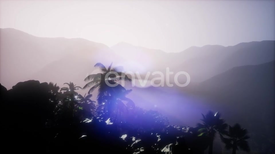 Sunset Beams Through Palm Trees - Download Videohive 21743269