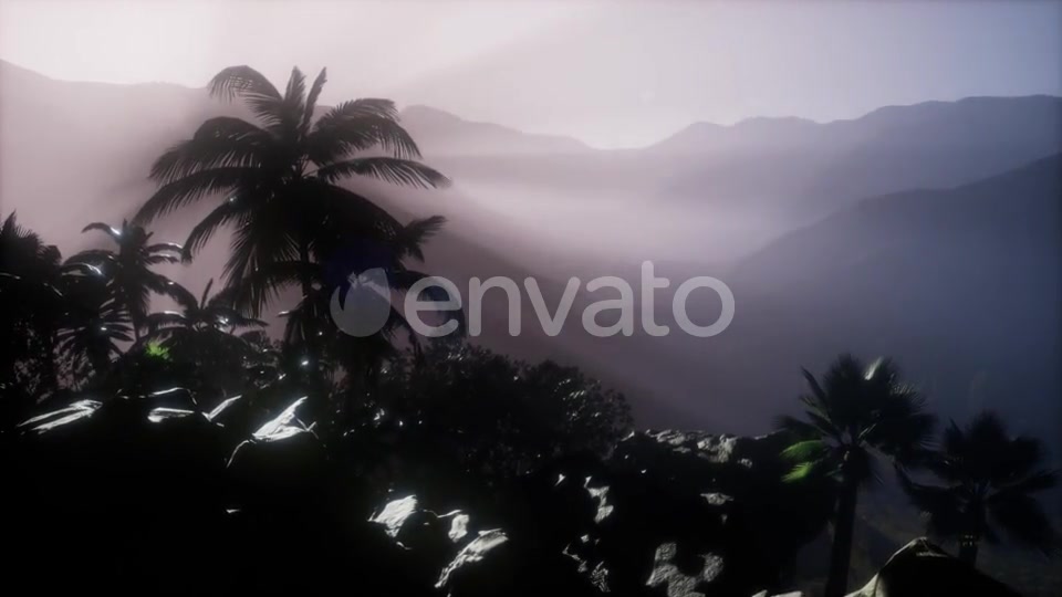 Sunset Beams Through Palm Trees - Download Videohive 21743269