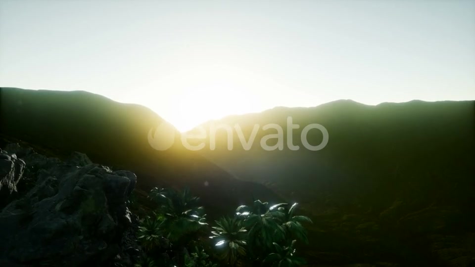 Sunset Beams Through Palm Trees - Download Videohive 21842438