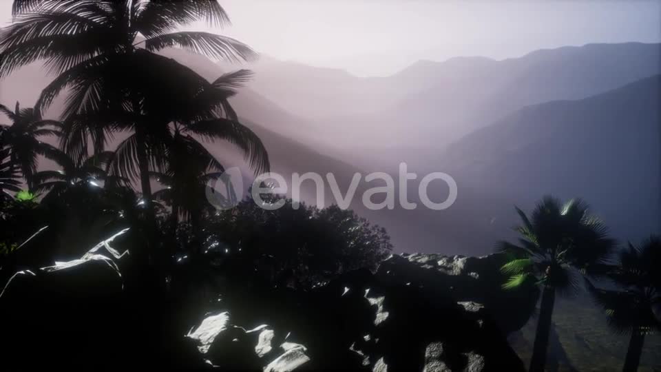 Sunset Beams Through Palm Trees - Download Videohive 21843729