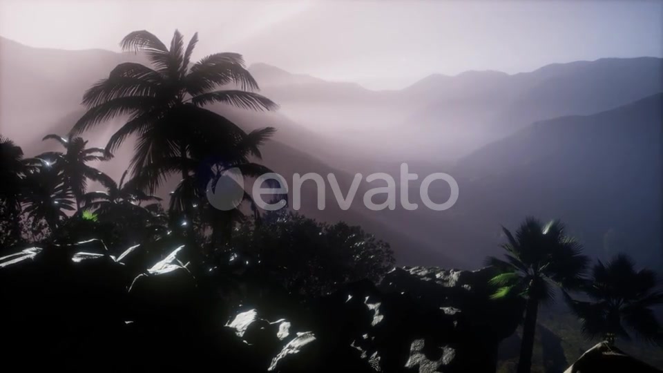 Sunset Beams Through Palm Trees - Download Videohive 21843729