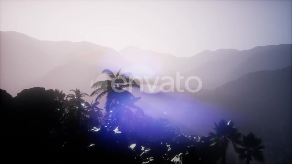 Sunset Beams Through Palm Trees - Download Videohive 21843729