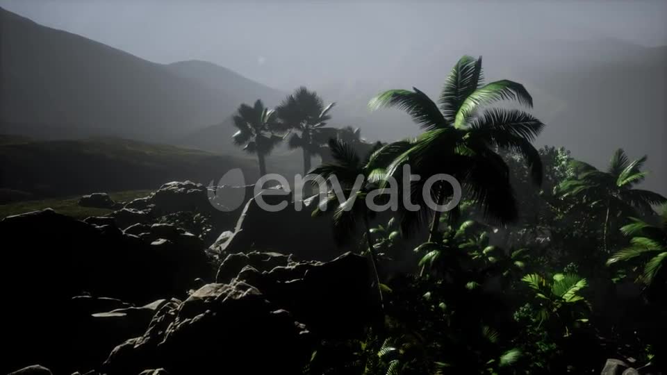 Sunset Beams Through Palm Trees - Download Videohive 21978268