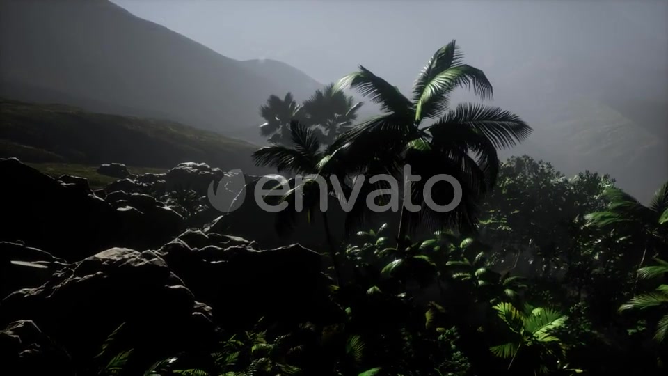 Sunset Beams Through Palm Trees - Download Videohive 21978268