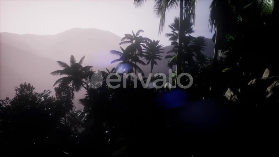 Sunset Beams Through Palm Trees - Download Videohive 22129525