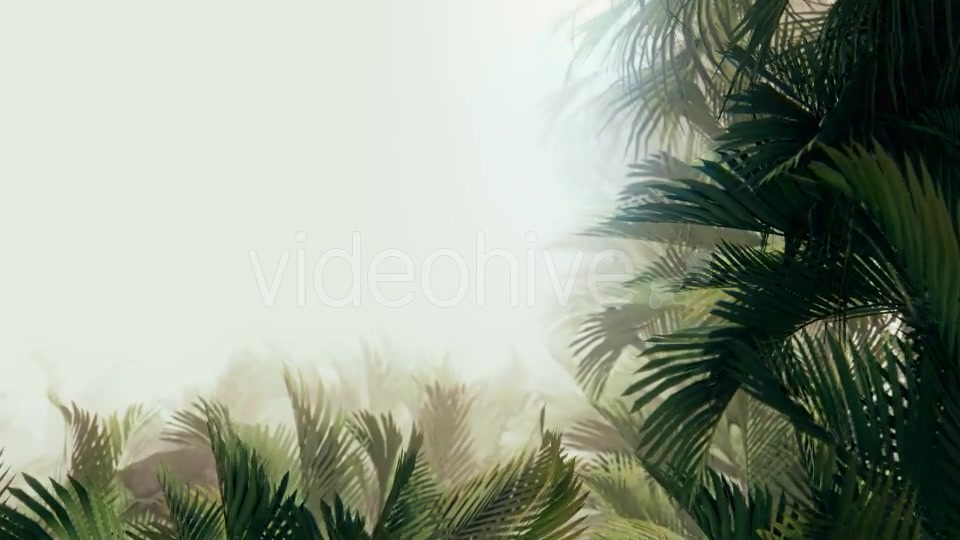 The Palms 11 - Download Videohive 19401851
