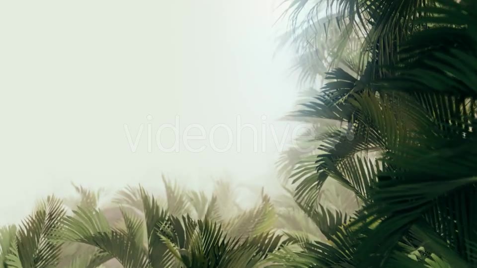 The Palms 11 - Download Videohive 19401851
