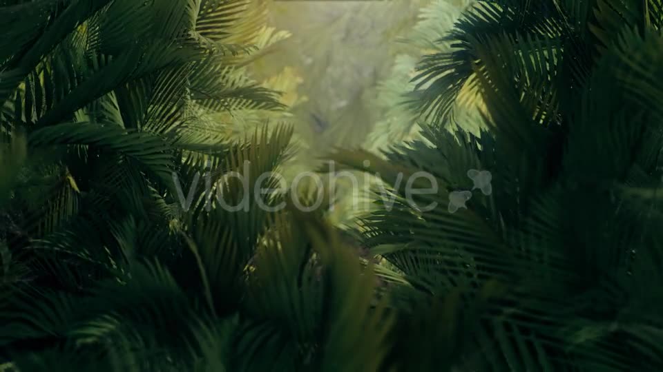 The Palms 3 - Download Videohive 19273801