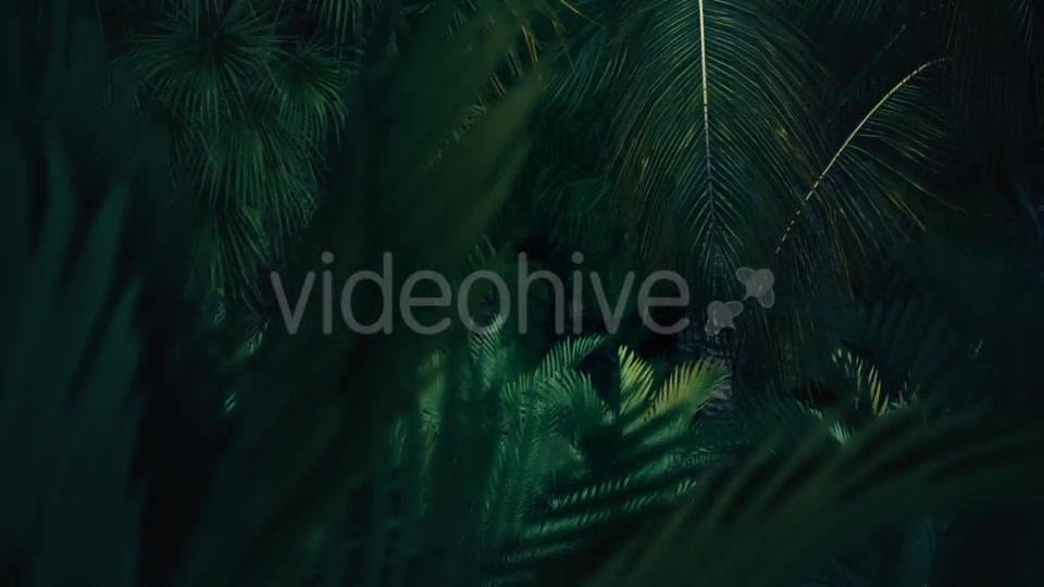 The Palms 8 - Download Videohive 19366729