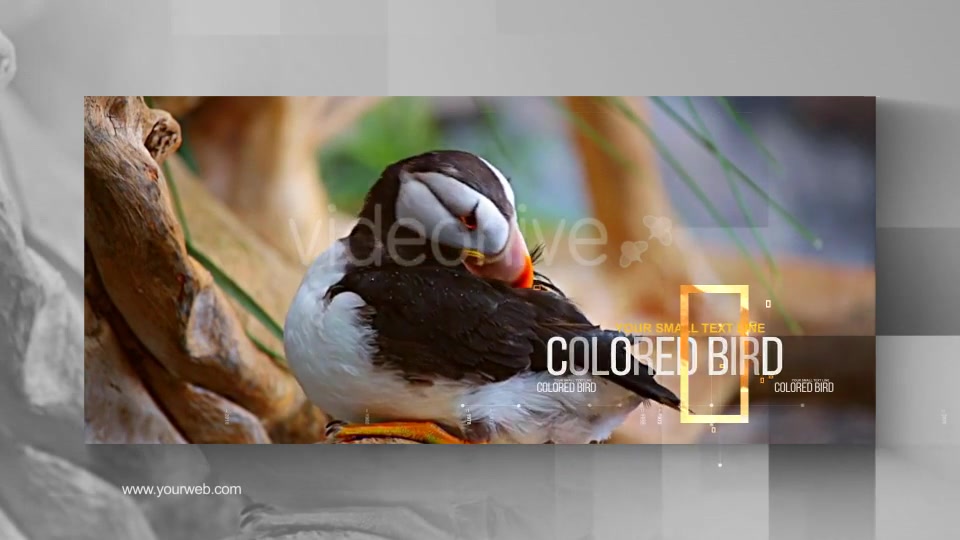 The Wild Nature Videohive 24645778 After Effects Image 4