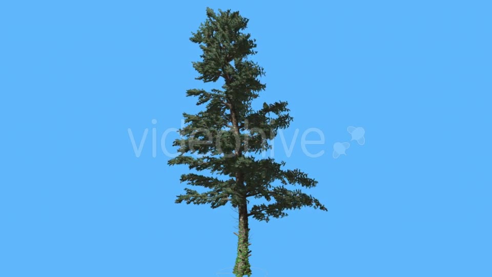 Thin White Fir on Blue Screen Coniferous - Download Videohive 19268324