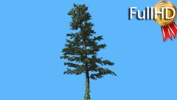 Thin White Fir on Blue Screen Coniferous - Download Videohive 19268324