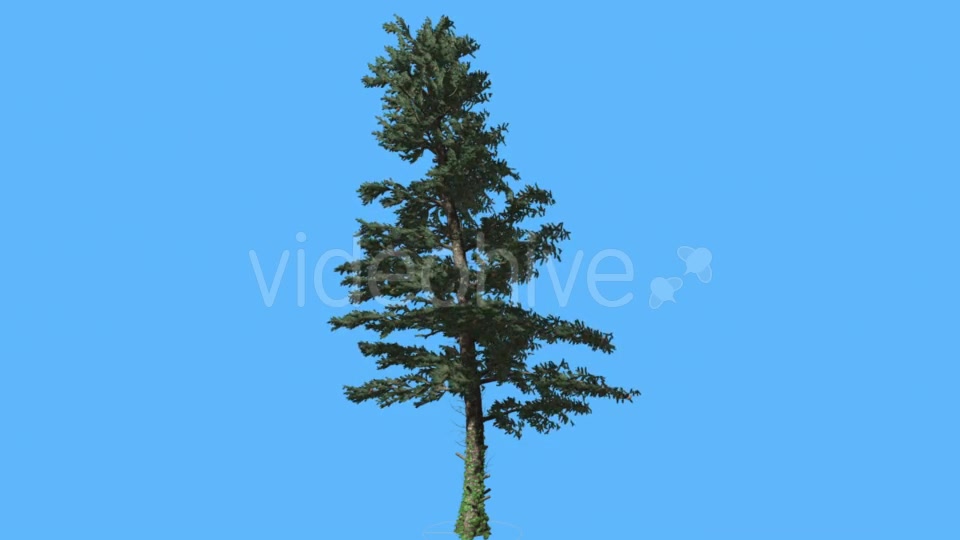 Thin White Fir on Blue Screen Coniferous - Download Videohive 19553057