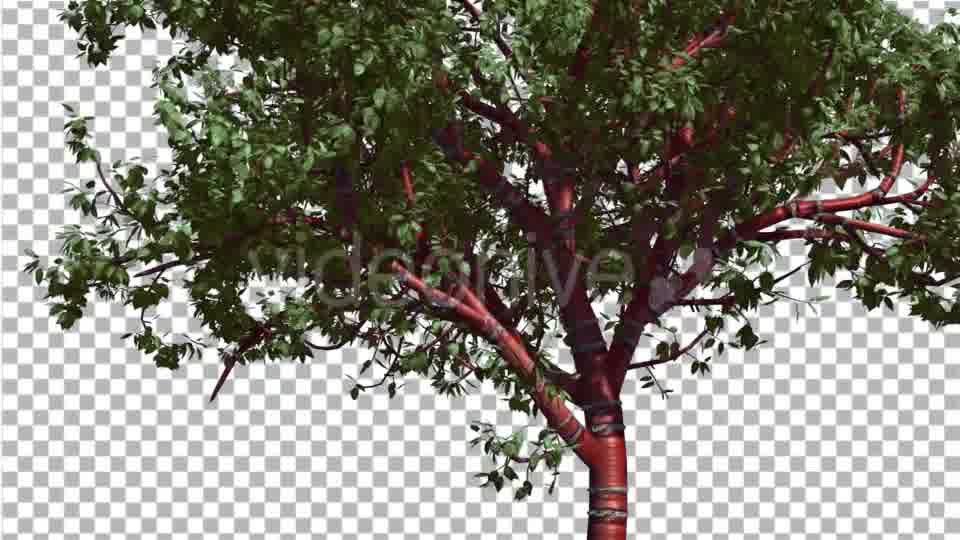 Tibetan Cherry Red Tunk Small Tree is Swaying - Download Videohive 14763095