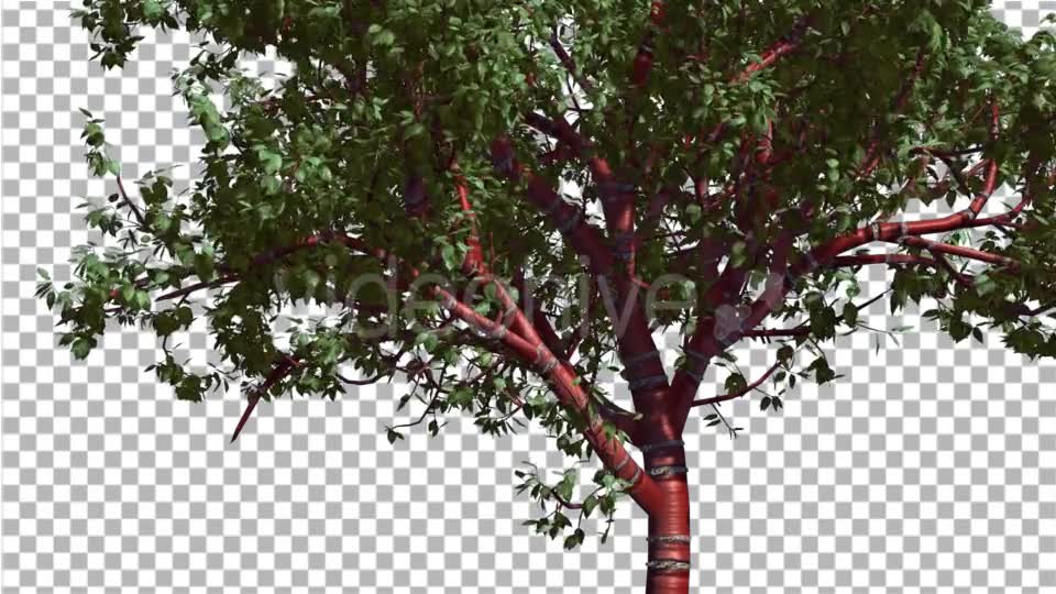 Tibetan Cherry Red Tunk Small Tree is Swaying - Download Videohive 14763095