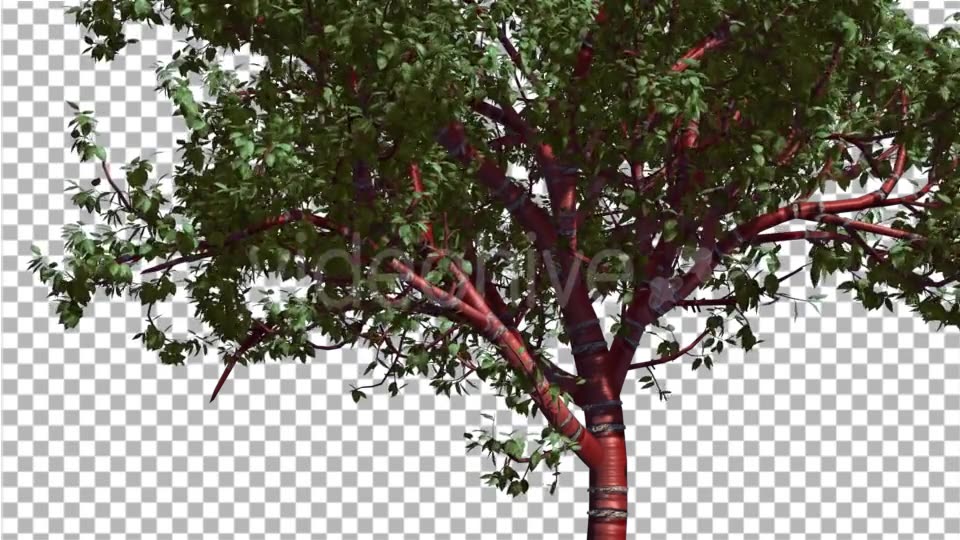 Tibetan Cherry Red Tunk Small Tree is Swaying - Download Videohive 14763095