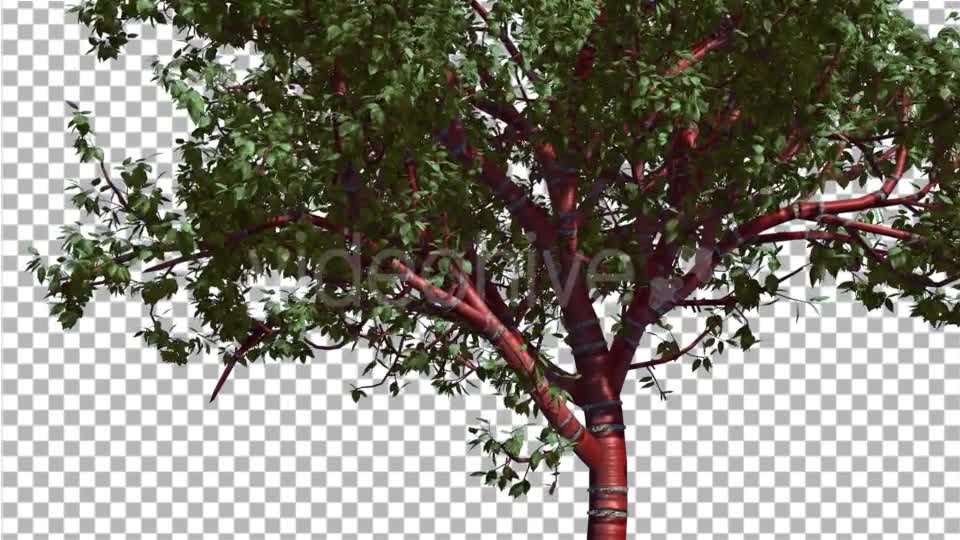 Tibetan Cherry Red Tunk Small Tree is Swaying - Download Videohive 14763095