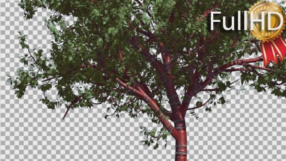 Tibetan Cherry Red Tunk Small Tree is Swaying - Download Videohive 14763095