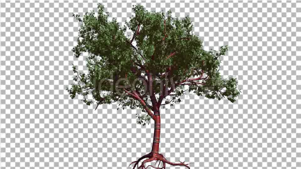 Tibetan Cherry Small Red Trunk Tree is Swaying - Download Videohive 14733019