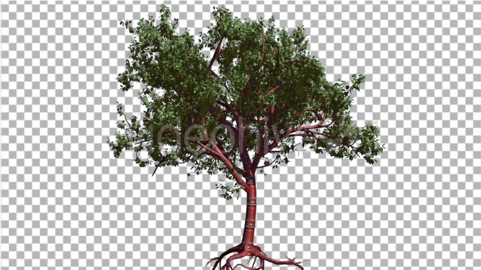 Tibetan Cherry Small Red Trunk Tree is Swaying - Download Videohive 14733019