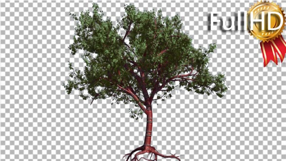 Tibetan Cherry Small Red Trunk Tree is Swaying - Download Videohive 16958381