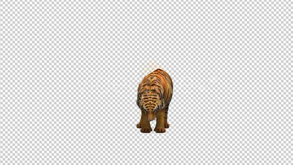 Tiger Eat - Download Videohive 21180419