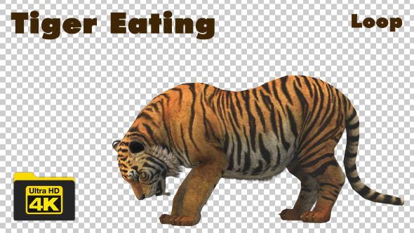 Tiger Eating Animation 4K Loop - Download Videohive 19724862