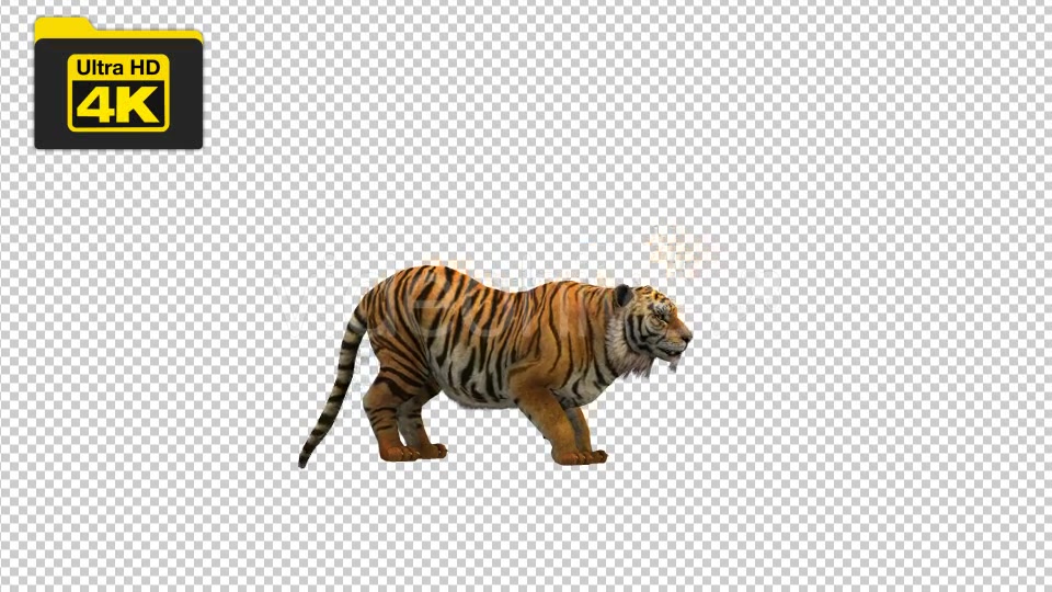 Tiger Howl Animation 4K Loop - Download Videohive 19724882