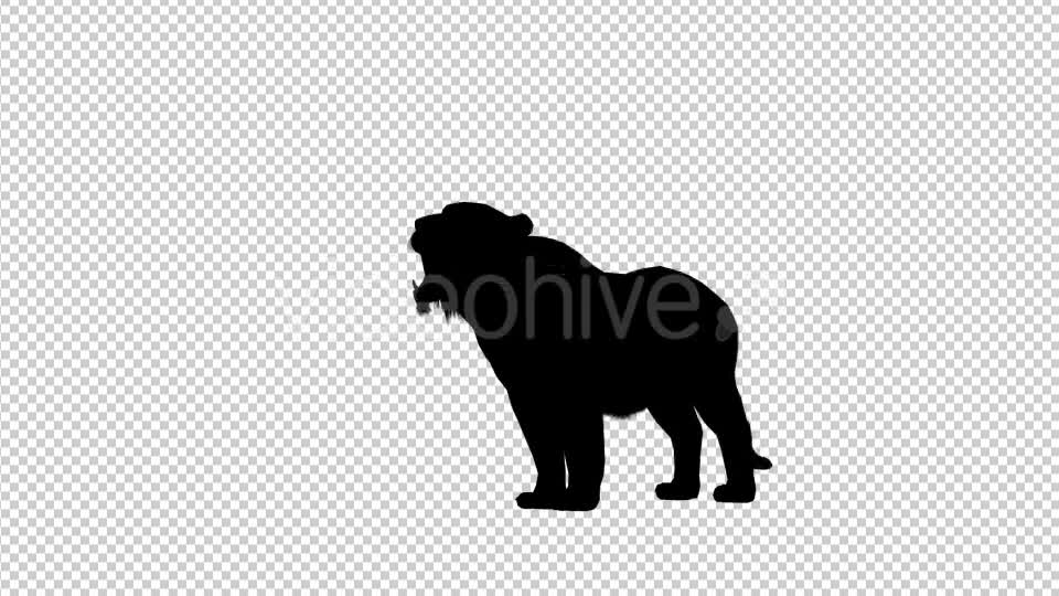 Tiger Howl Silhouette - Download Videohive 19199551