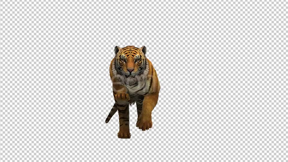 Tiger Run - Download Videohive 21180509