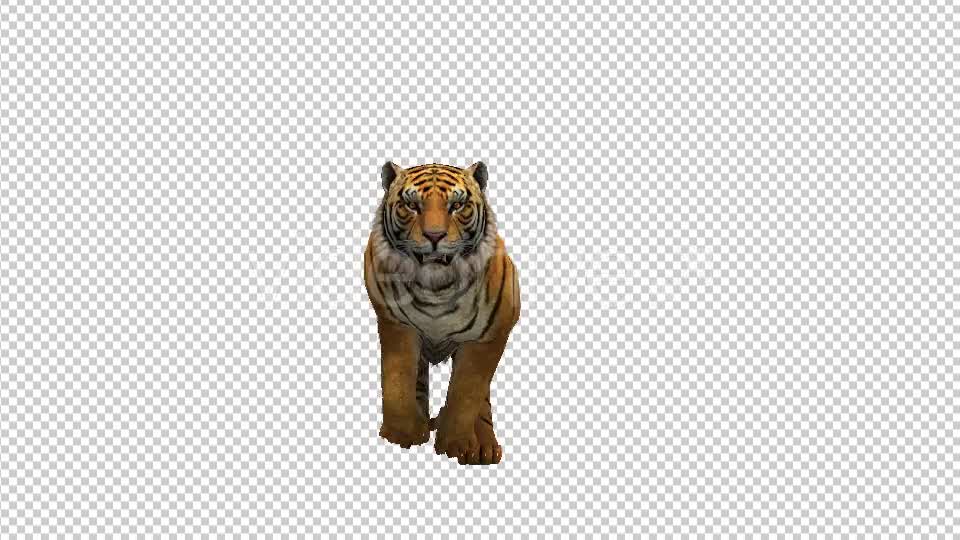 Tiger Run - Download Videohive 21180509