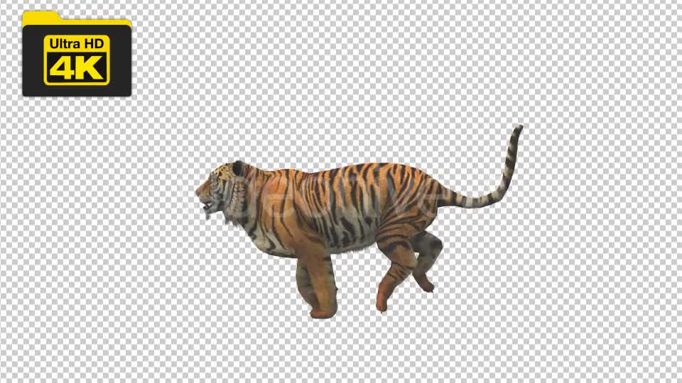 Tiger Running Looped 4K Animation - Download Videohive 19724910