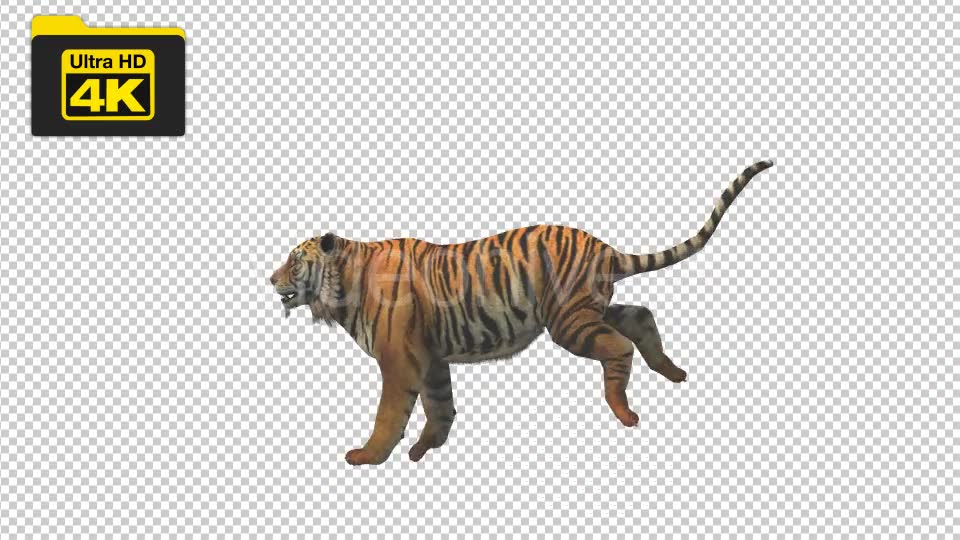 Tiger Running Looped 4K Animation - Download Videohive 19724910