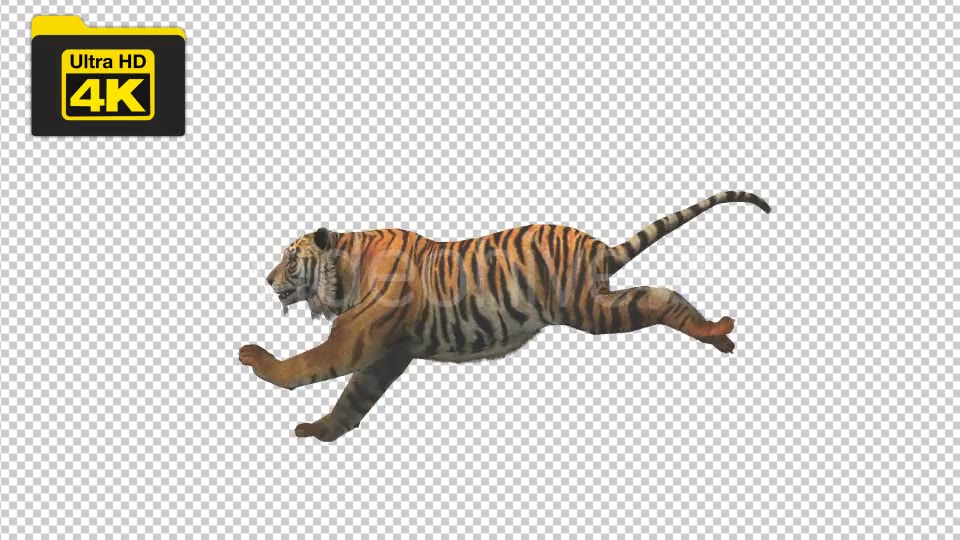 Tiger Running Looped 4K Animation - Download Videohive 19724910