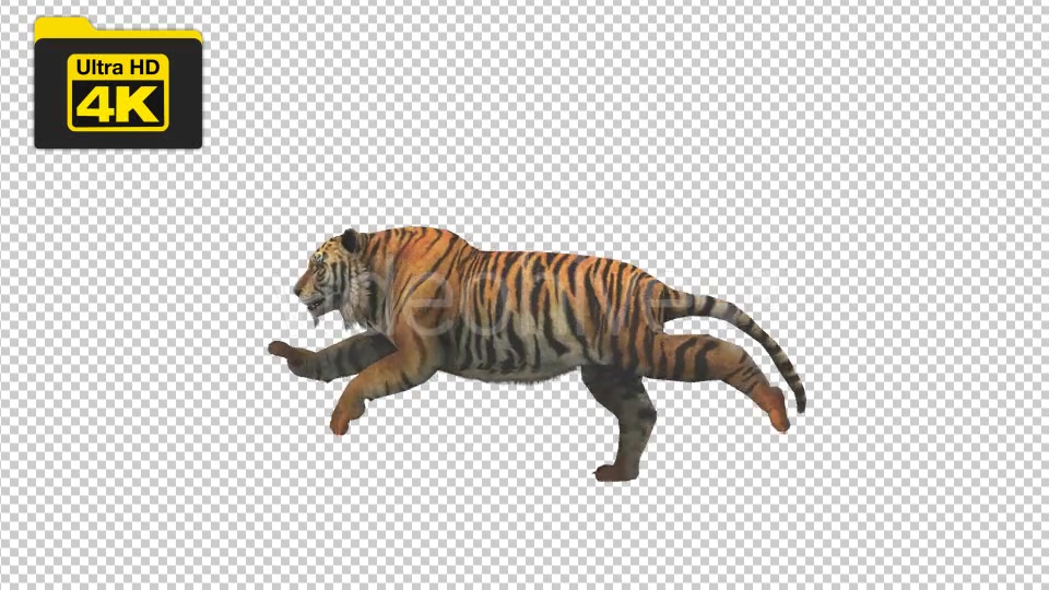 Tiger Running Looped 4K Animation - Download Videohive 19724910