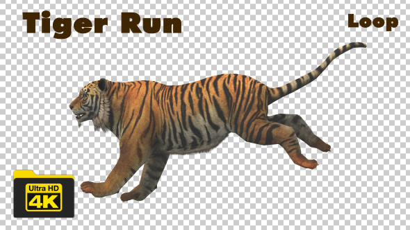 Tiger Running Looped 4K Animation - Download Videohive 19724910