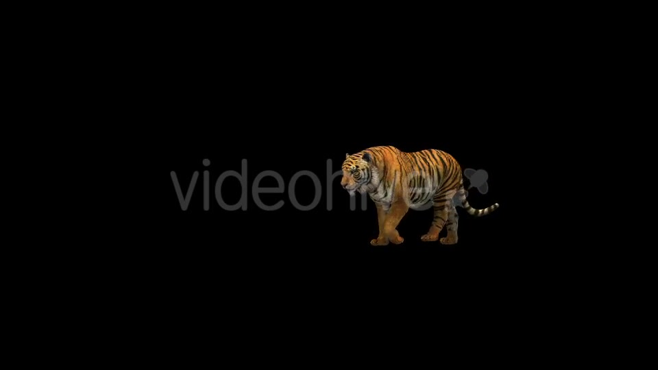 Tiger Walk 2 - Download Videohive 21180613