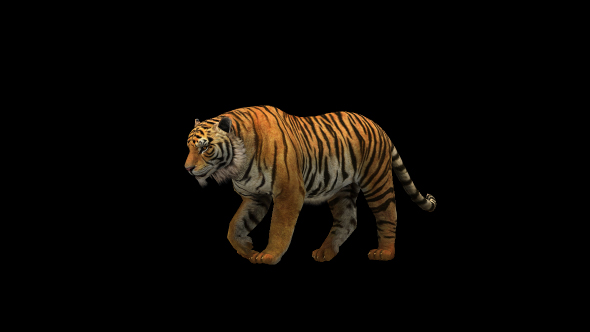 Tiger Walk 2 - Download Videohive 21180613