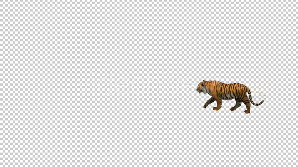 Tiger Walk Top Angle - Download Videohive 21180604