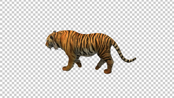 Tiger Walk Top Angle - Download Videohive 21180604