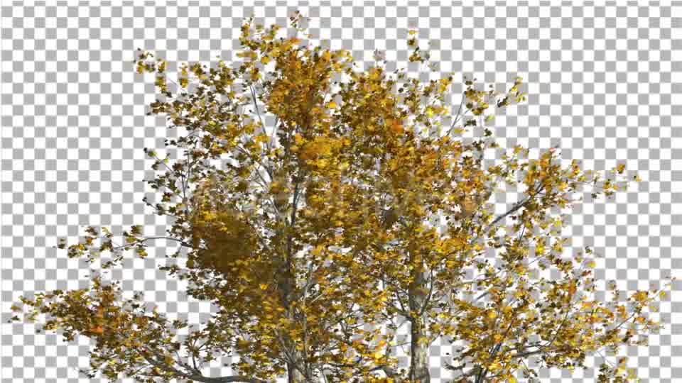 Top of London Plane Tree Cut of Chroma Key Tree - Download Videohive 13505549