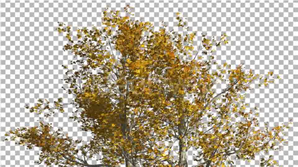 Top of London Plane Tree Cut of Chroma Key Tree - Download Videohive 13505549