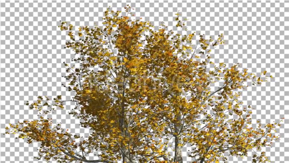 Top of London Plane Tree Cut of Chroma Key Tree - Download Videohive 13505549