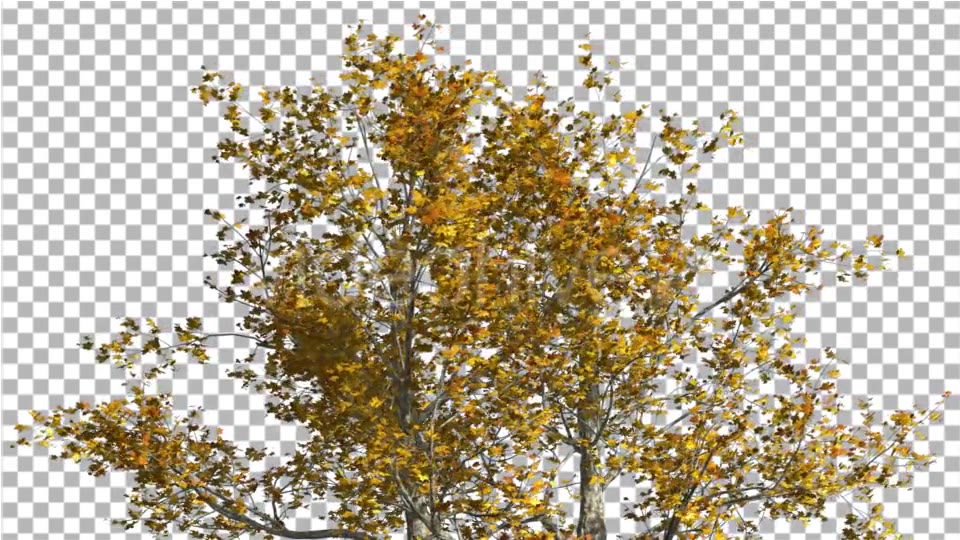 Top of London Plane Tree Cut of Chroma Key Tree - Download Videohive 13505549