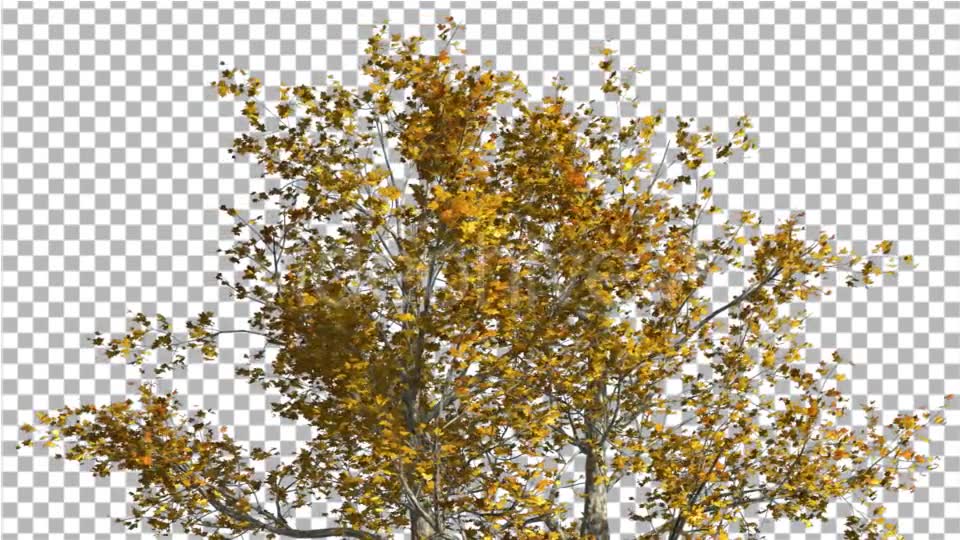 Top of London Plane Tree Cut of Chroma Key Tree - Download Videohive 13505549